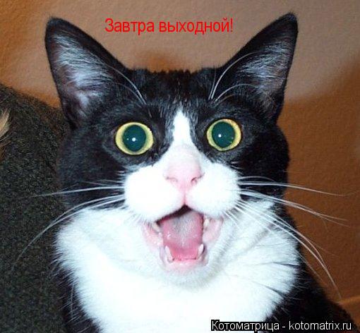 Завтра выходной!... Котоматрица: Завтра выходной!