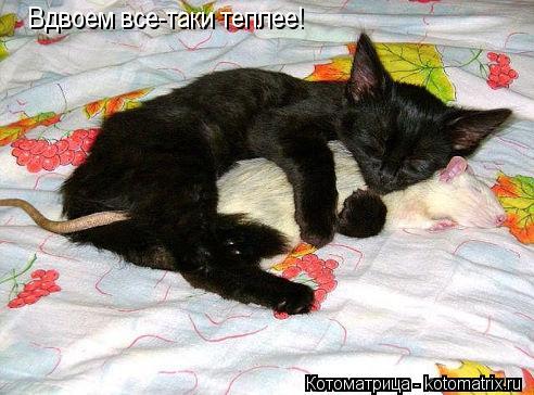 Вдвоем все-таки теплее!... Котоматрица: Вдвоем все-таки теплее!