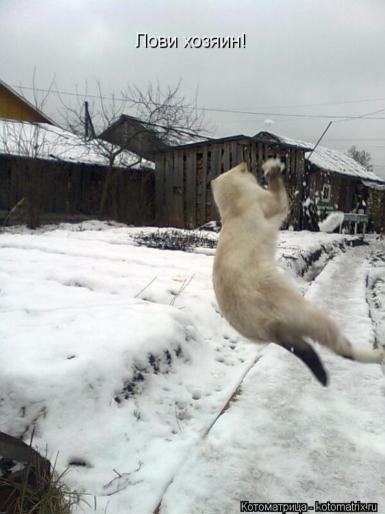 Лови хозяин!... Котоматрица: Лови хозяин!
