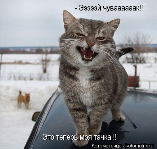 - Эээээй чуваааааак!!! Это теперь моя тачка!!!... Котоматрица: - Эээээй чуваааааак!!! Это теперь моя тачка!!!