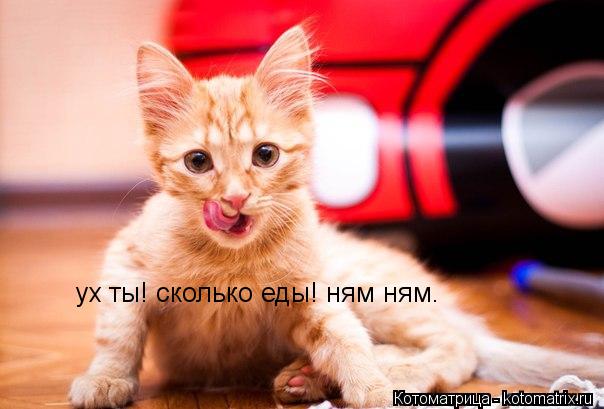 ух ты! сколько еды! ням ням.... Котоматрица: ух ты! сколько еды! ням ням.