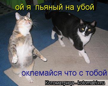 ой я пьяный на убой оклемайся что с тобой... Котоматрица: ой я пьяный на убой оклемайся что с тобой