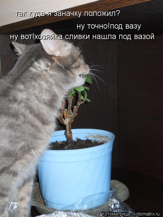 так куда я заначку положил? ну точно!под вазу ну вот!хозяйка сливки нашла под вазой... Котоматрица: так куда я заначку положил? ну точно!под вазу ну вот!хозяйка сливки нашла под вазой