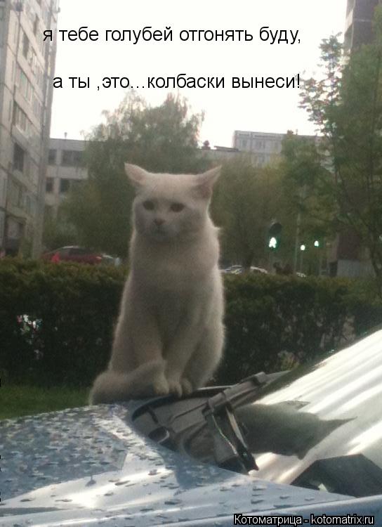 я тебе голубей отгонять буду, а ты ,это...колбаски вынеси!... Котоматрица: я тебе голубей отгонять буду, а ты ,это...колбаски вынеси!