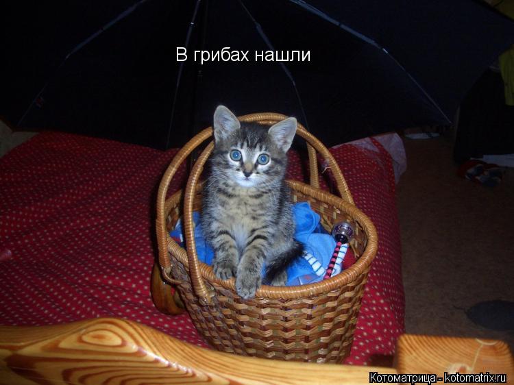 В грибах нашли... Котоматрица: В грибах нашли