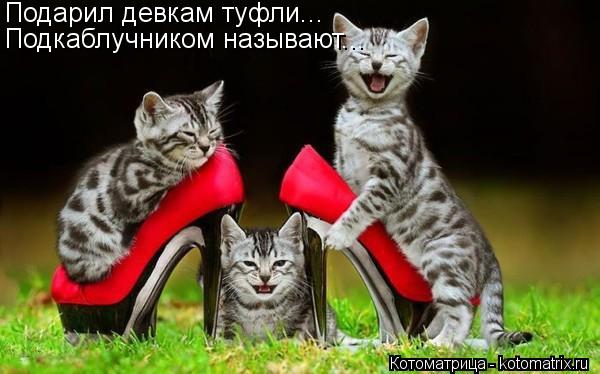 Подарил девкам туфли... Подкаблучником называют...... Котоматрица: Подарил девкам туфли... Подкаблучником называют...