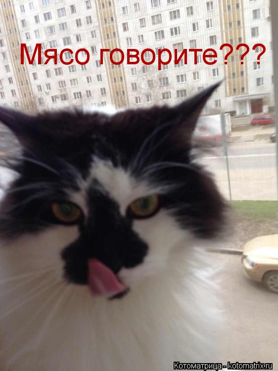 Мясо говорите???... Котоматрица: Мясо говорите???