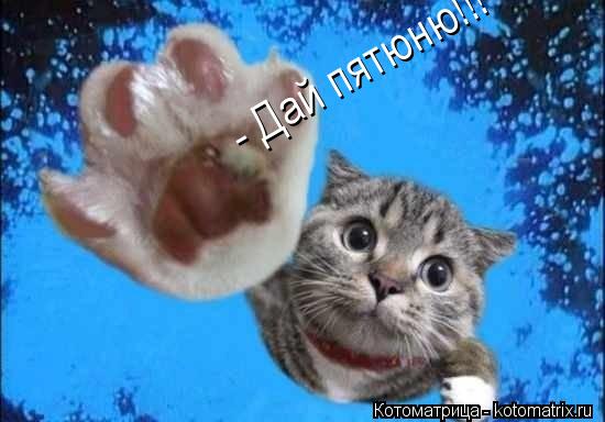 - Дай пятюню!!!... Котоматрица: - Дай пятюню!!!