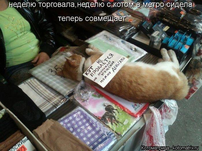 неделю торговала,неделю с котом в метро сидела теперь совмещает... Котоматрица: неделю торговала,неделю с котом в метро сидела теперь совмещает