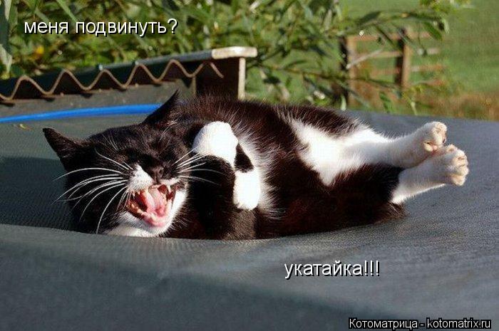 укатайка!!! меня подвинуть?... Котоматрица: укатайка!!! меня подвинуть?