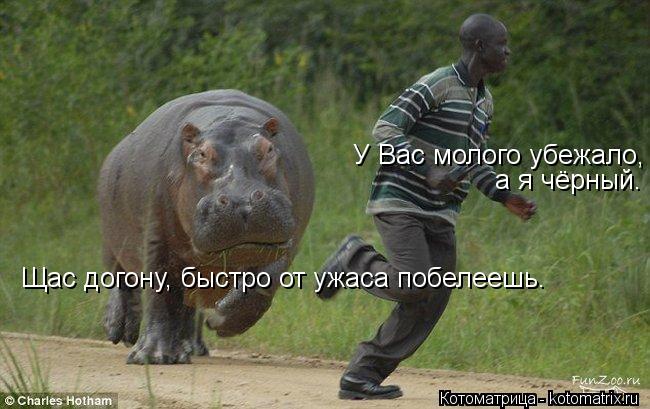 У Вас молого убежало, а я чёрный. Щас догону, быстро от ужаса побелеешь.... Котоматрица: У Вас молого убежало, а я чёрный. Щас догону, быстро от ужаса побелеешь.