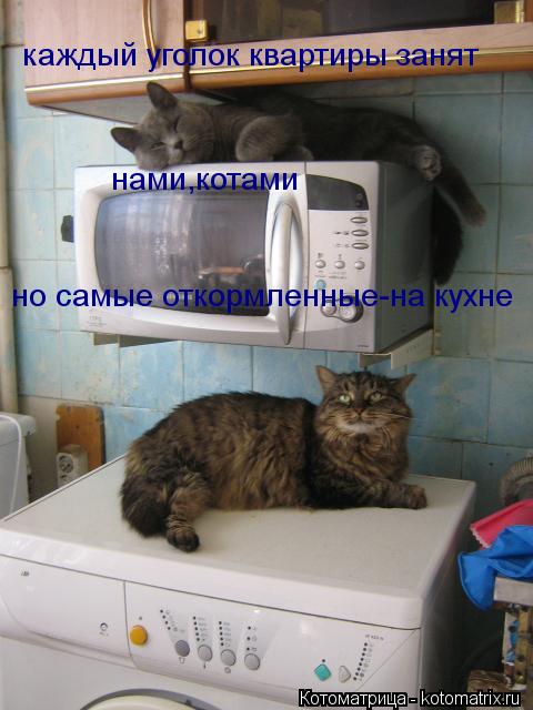 каждый уголок квартиры занят нами,котами но самые откормленные-на кухне... Котоматрица: каждый уголок квартиры занят нами,котами но самые откормленные-на кухне