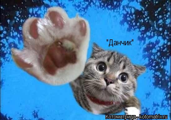 "Данчик"... Котоматрица: "Данчик"