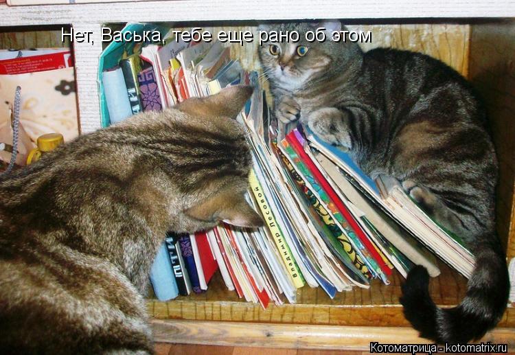 Нет, Васька, тебе еще рано об этом... Котоматрица: Нет, Васька, тебе еще рано об этом