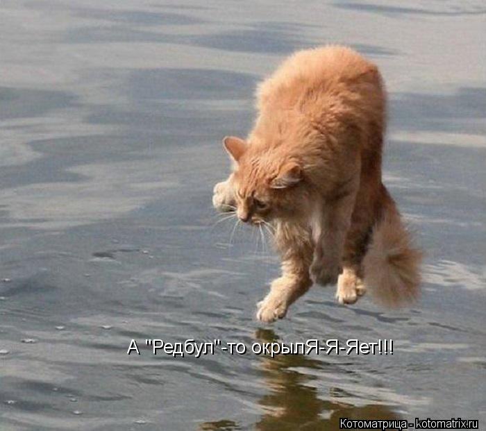 А "Редбул"-то окрылЯ-Я-Яет!!!... Котоматрица: А "Редбул"-то окрылЯ-Я-Яет!!!