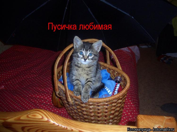 Пусичка любимая... Котоматрица: Пусичка любимая