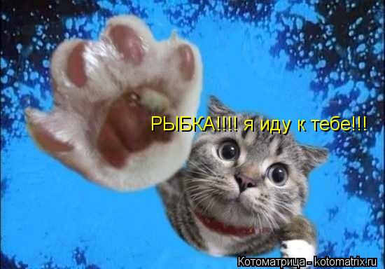 РЫБКА!!!! я иду к тебе!!!... Котоматрица: РЫБКА!!!! я иду к тебе!!!