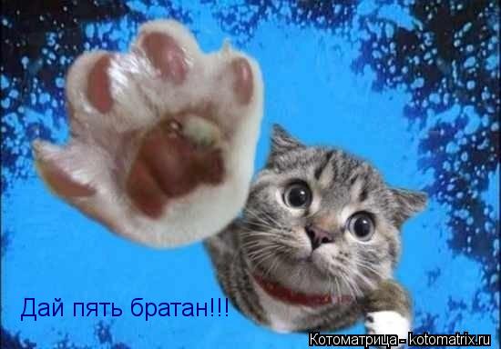 Дай пять братан!!!... Котоматрица: Дай пять братан!!!