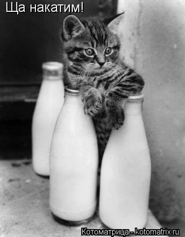 Ща накатим!... Котоматрица: Ща накатим!