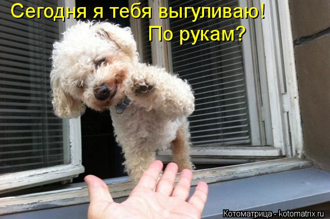 Сегодня я тебя выгуливаю! По рукам?... Котоматрица: Сегодня я тебя выгуливаю! По рукам?