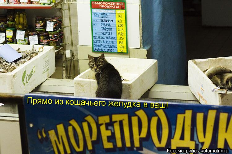Прямо из кощачьего желудка в ваш!... Котоматрица: Прямо из кощачьего желудка в ваш!
