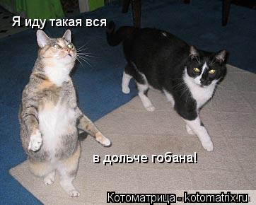 Я иду такая вся в дольче гобана!... Котоматрица: Я иду такая вся в дольче гобана!