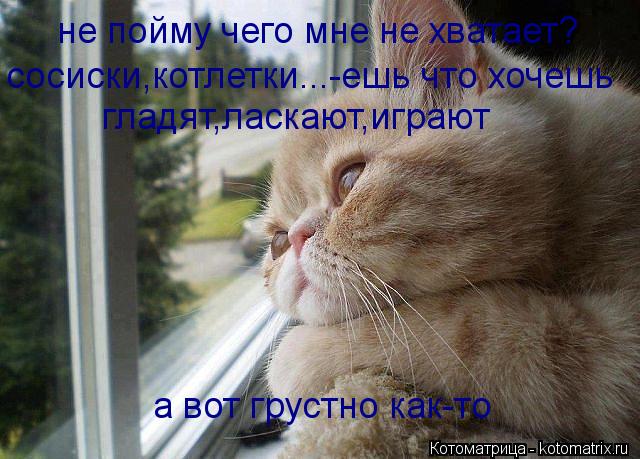 не пойму чего мне не хватает? сосиски,котлетки...-ешь что хочешь гладят,ласкают,играют а вот грустно ... Котоматрица: не пойму чего мне не хватает? сосиски,котлетки...-ешь что хочешь гладят,ласкают,играют а вот грустно как-то