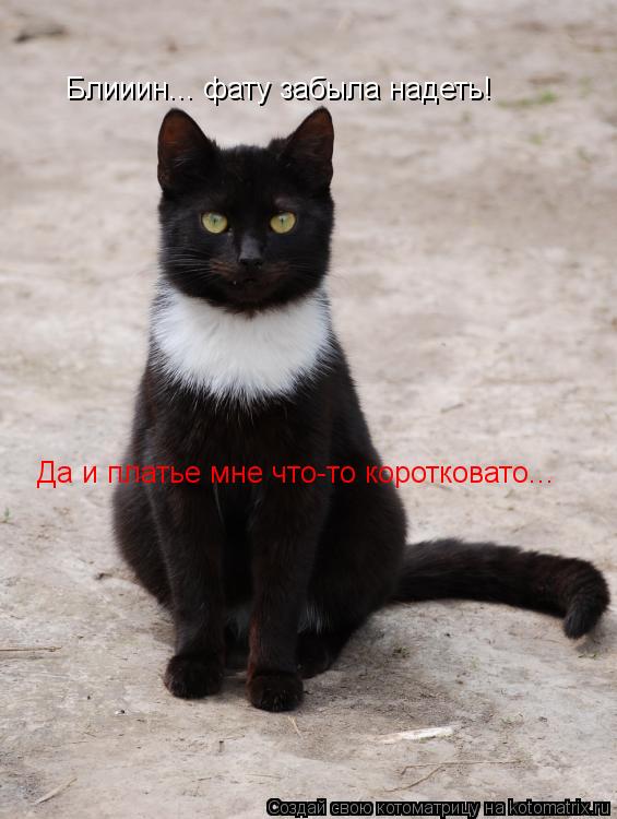 Блииин... фату забыла надеть! Да и платье мне что-то коротковато...... Котоматрица: Блииин... фату забыла надеть! Да и платье мне что-то коротковато...