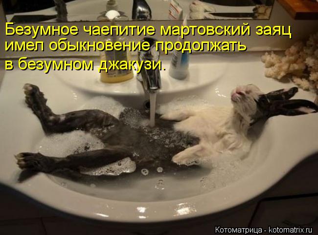 Безумное чаепитие мартовский заяц имел обыкновение продолжать в безумном джакузи.... Котоматрица: Безумное чаепитие мартовский заяц имел обыкновение продолжать в безумном джакузи.