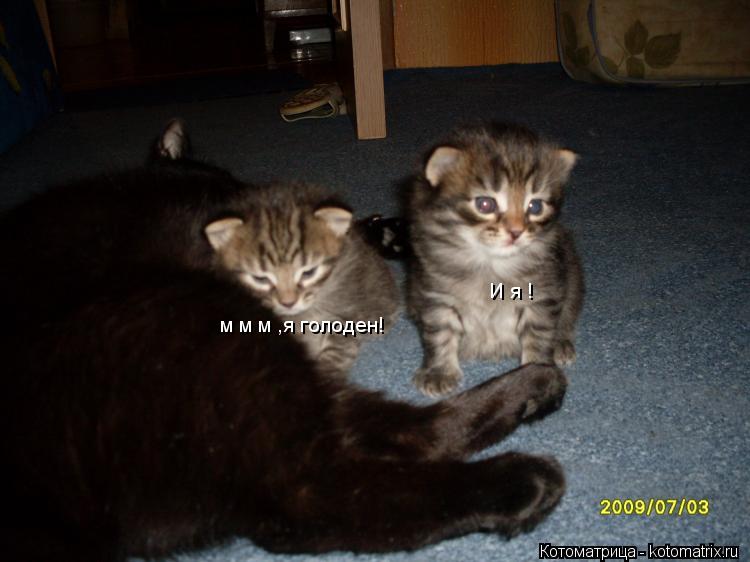 м м м ,я голоден! И я !... Котоматрица: м м м ,я голоден! И я !