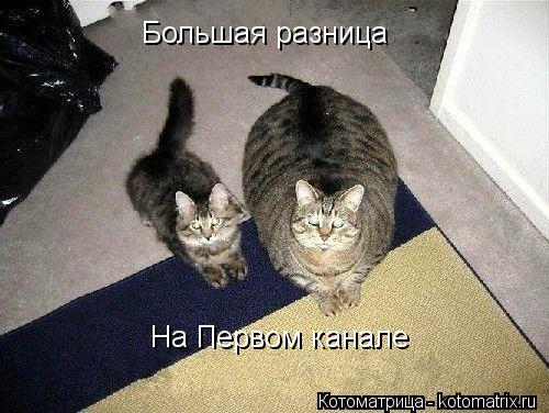 Большая разница На Первом канале... Котоматрица: Большая разница На Первом канале
