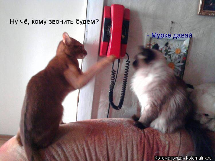- Ну чё, кому звонить будем? - Мурке давай.... Котоматрица: - Ну чё, кому звонить будем? - Мурке давай.