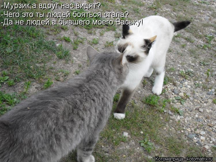 -Мурзик,а вдруг нас видят? -Чего это ты людей бояться стала? -Да не людей,а бывшего моего,Ваську!... Котоматрица: -Мурзик,а вдруг нас видят? -Чего это ты людей бояться стала? -Да не людей,а бывшего моего,Ваську!