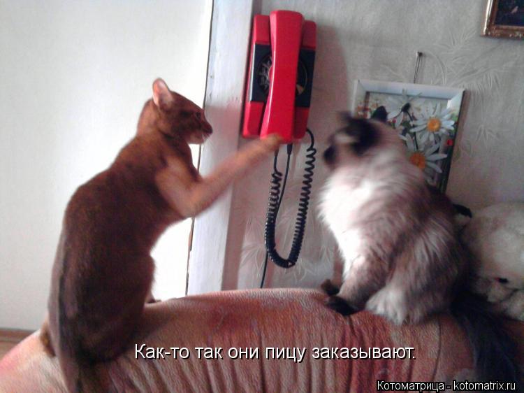 Как-то так они пицу заказывают.... Котоматрица: Как-то так они пицу заказывают.