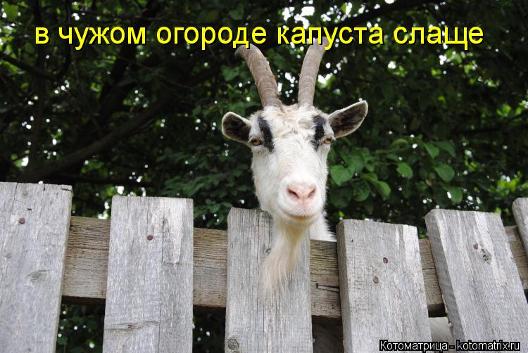 в чужом огороде капуста слаще... Котоматрица: в чужом огороде капуста слаще