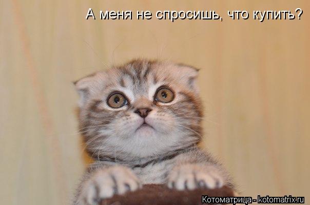 А меня не спросишь, что купить?... Котоматрица: А меня не спросишь, что купить?