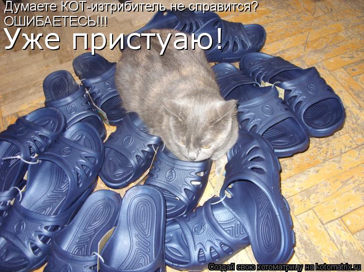 Думаете КОТ-изтрибитель не справится? ОШИБАЕТЕСЬ!!! Уже пристуаю!... Котоматрица: Думаете КОТ-изтрибитель не справится? ОШИБАЕТЕСЬ!!! Уже пристуаю!