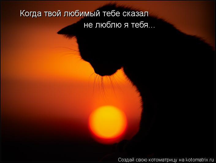 не люблю я тебя... Когда твой любимый тебе сказал... Котоматрица: не люблю я тебя... Когда твой любимый тебе сказал
