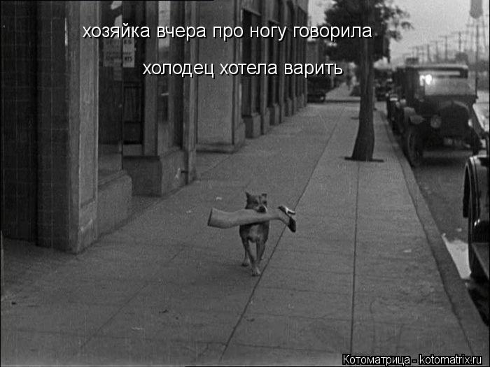 хозяйка вчера про ногу говорила холодец хотела варить... Котоматрица: хозяйка вчера про ногу говорила холодец хотела варить