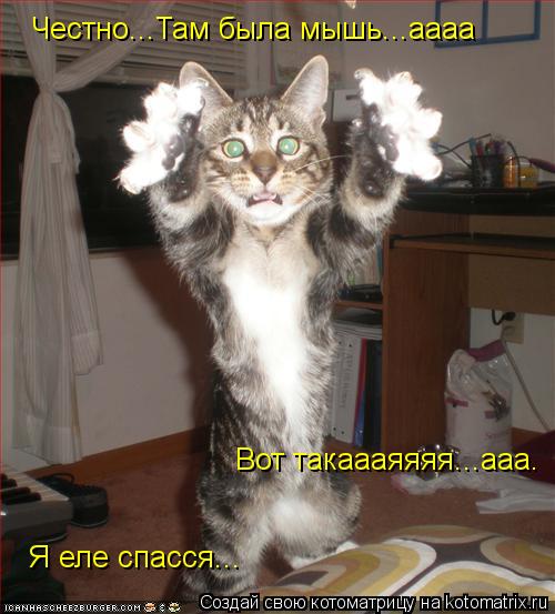 Честно...Там была мышь...аааа Вот такаааяяяя...ааа. Я еле спасся...... Котоматрица: Честно...Там была мышь...аааа Вот такаааяяяя...ааа. Я еле спасся...