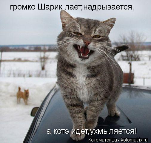 громко Шарик лает,надрывается, а котэ идет,ухмыляется!... Котоматрица: громко Шарик лает,надрывается, а котэ идет,ухмыляется!