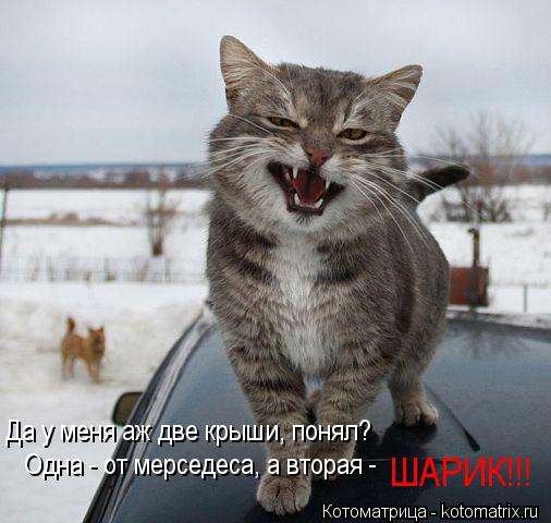 Да у меня аж две крыши, понял? Одна - от мерседеса, а вторая - ШАРИК!!!... Котоматрица: Да у меня аж две крыши, понял? Одна - от мерседеса, а вторая - ШАРИК!!!