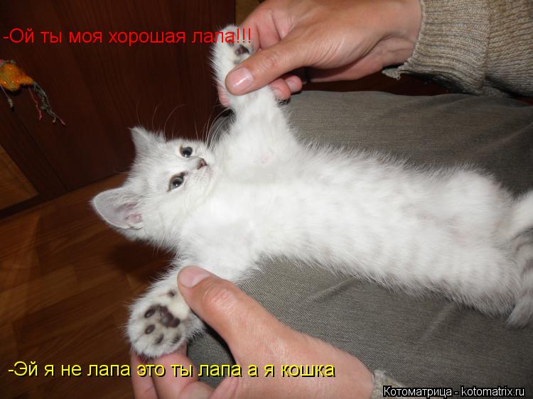 -Ой ты моя хорошая лапа!!! -Эй я не лапа это ты лапа а я кошка... Котоматрица: -Ой ты моя хорошая лапа!!! -Эй я не лапа это ты лапа а я кошка