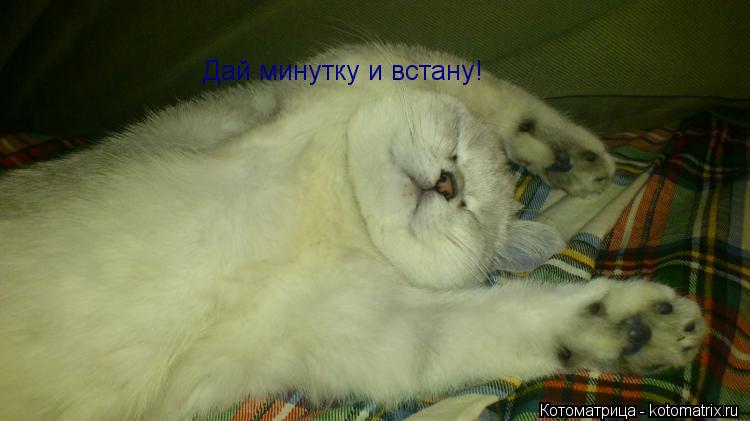 Дай минутку и встану!... Котоматрица: Дай минутку и встану!