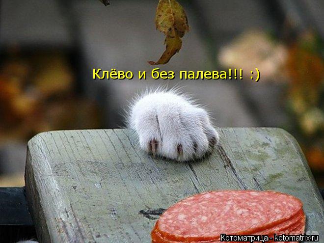 Клёво и без палева!!! :)... Котоматрица: Клёво и без палева!!! :)