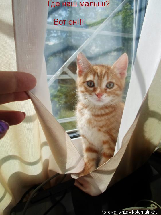 Где наш малыш? Вот он!!!... Котоматрица: Где наш малыш? Вот он!!!
