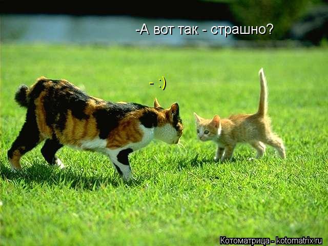 -А вот так - страшно? - :)... Котоматрица: -А вот так - страшно? - :)