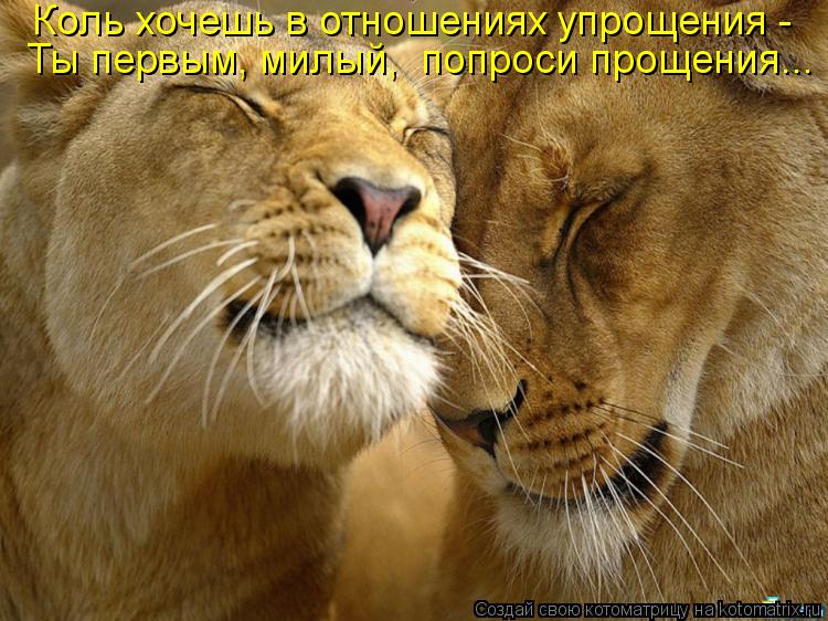 Коль хочешь в отношениях упрощения - Ты первым, милый, попроси прощения...... Котоматрица: Коль хочешь в отношениях упрощения - Ты первым, милый, попроси прощения...