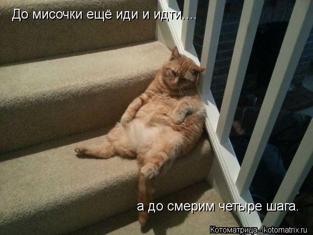 До мисочки ещё иди и идти.... а до смерим четыре шага.... Котоматрица: До мисочки ещё иди и идти.... а до смерим четыре шага.