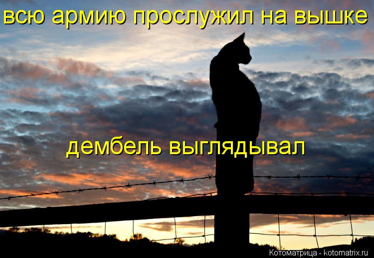 всю армию прослужил на вышке дембель выглядывал... Котоматрица: всю армию прослужил на вышке дембель выглядывал